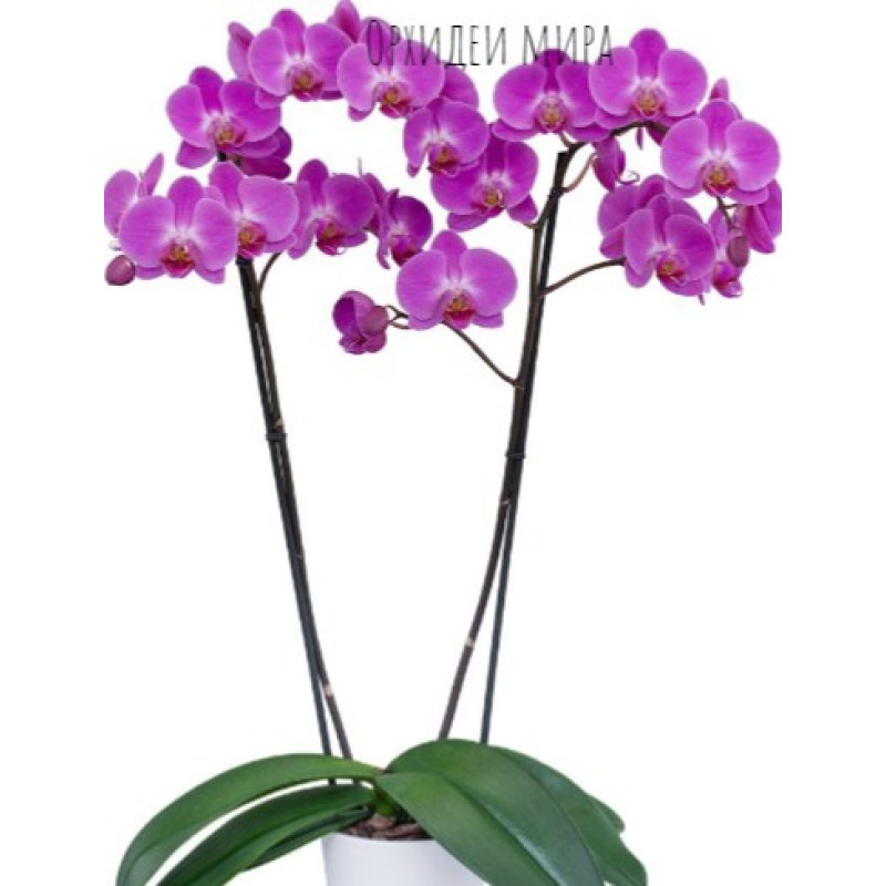 Фильмдердегі блять Супер брюнетканың порно видеосы